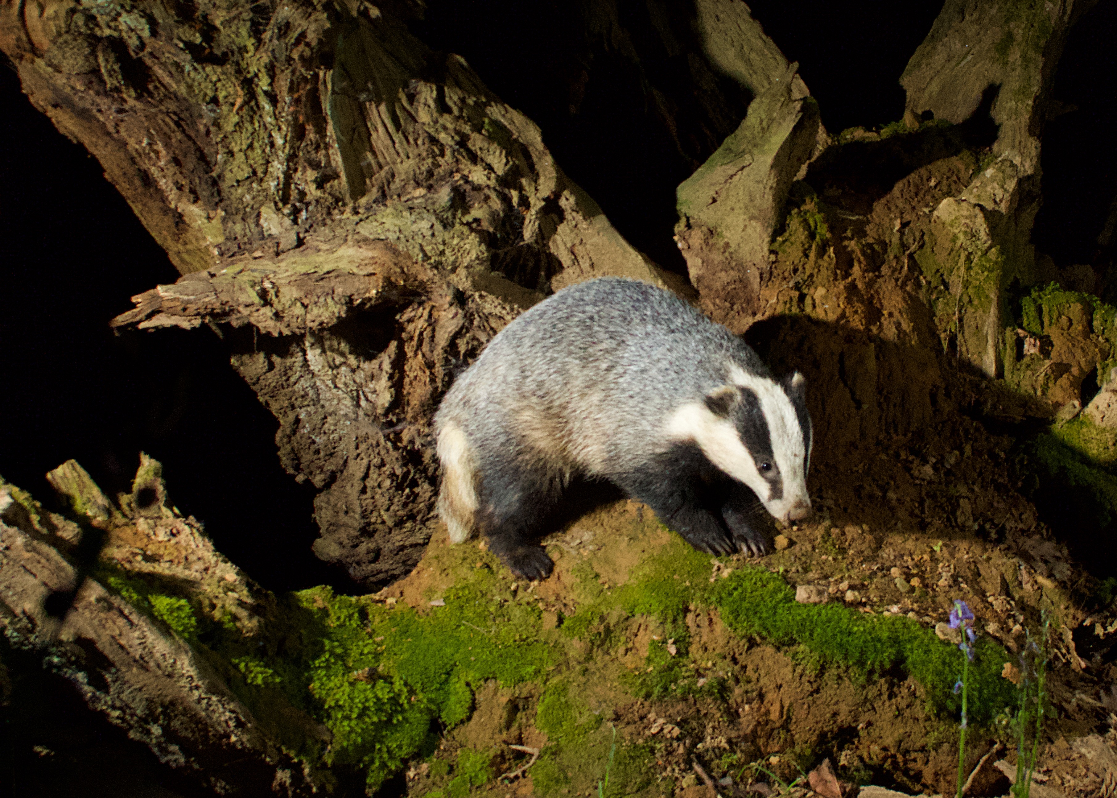badger on bridge 1